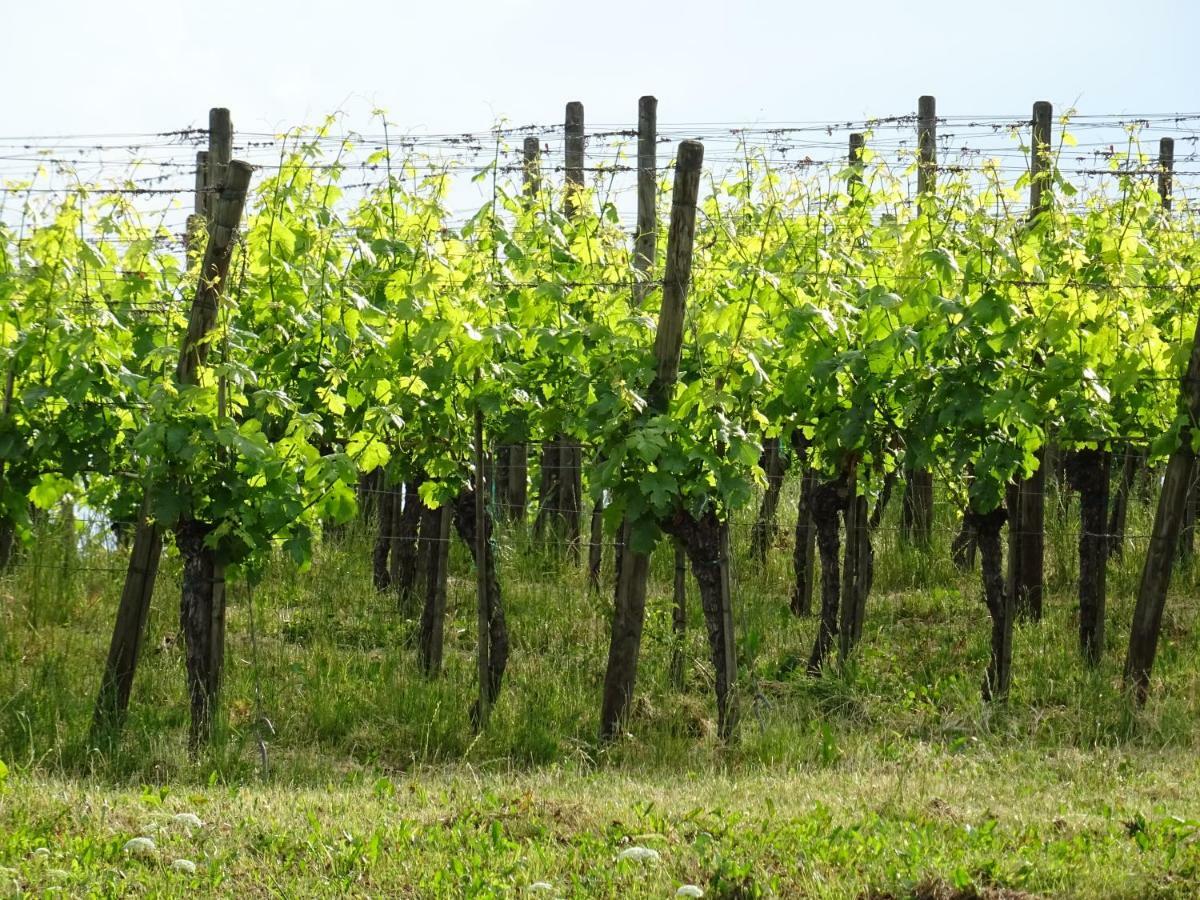 Ferienwohnungen Am Fohrenberg Meersburg Ngoại thất bức ảnh